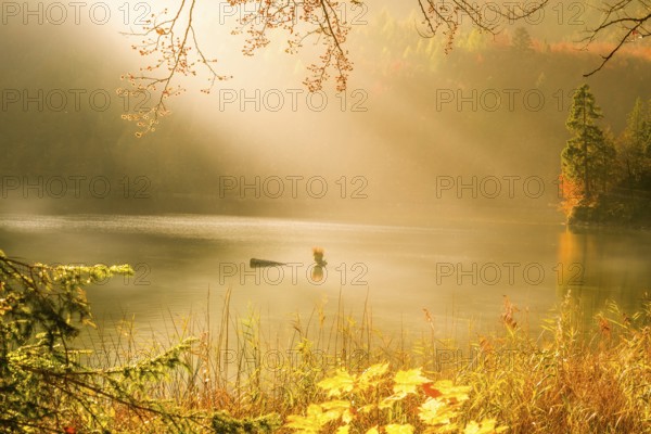 Beautiful landscape with autumn colors, sun rays and mist over lake and forest, in Fussen, Germany. Perfect for an autumn concept