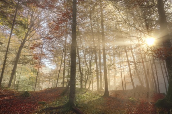 Representative image for the fall season, with a colorful forest, enlightened by sun rays that pierced the morning mist, in Fussen, Germany, Europe