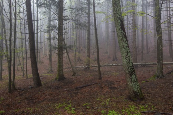 Fog landscape in spring forest at morning
