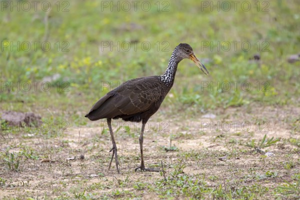 Side view of a Limpkin foraging on grassy ground, Pantanal Wetlands, Mato Grosso, Brazil, South America