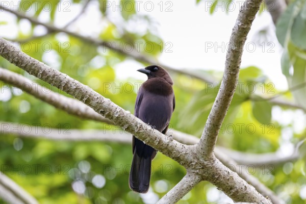 Purplish Jay perched on a bare branch against green background, Pantanal Wetlands, Mato Grosso, Brazil, South America