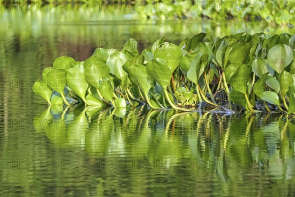 Close-up of Water Hyacinth leaves reflecting on the water surface in sunshine, Pantanal Wetlands, Mato Grosso, Brazil, South America