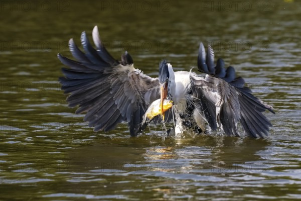 Cocoi heron catching a Pirhana in flight over river surface, spread wings, Pantanal Wetlands, Mato Grosso, Brazil, South America