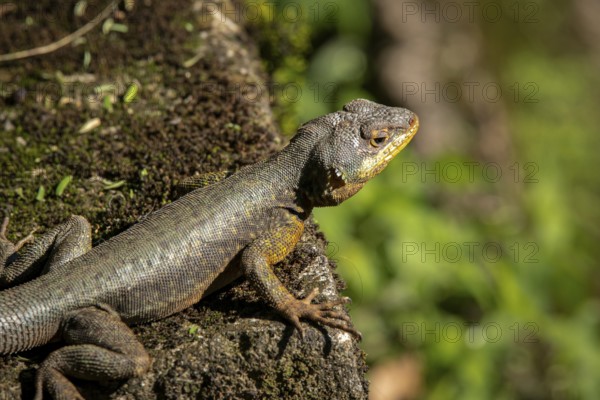 Close-up of a Brazilian Collared Lizard on a rock in sunshine, Iguazu Falls, Argentina, South America