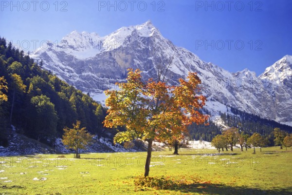 Maple tree in the large Ahornboden, Karwendel, Tyrol, Austria, Europe