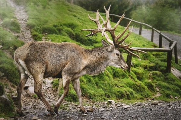 Mature Red Deer Stag with Big Antlers Obermaiselstein, Germany, Europe