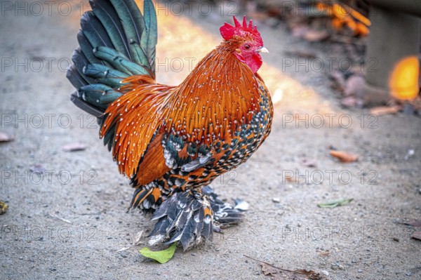 Colourful rooster (Gallus gallus domesticus) with impressive plumage on the ground, Eisenberg, Thuringia, Germany, Europe