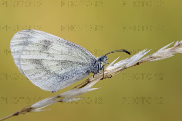 Mustard white butterfly, Leptidea sinapis