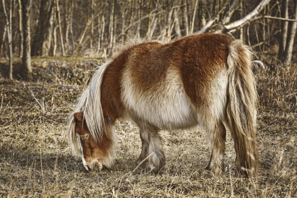 Little Brown Pony Grazes near the Forest Devnja, Varna, Bulgaria, Europe