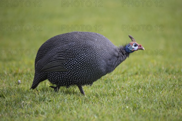 Helmeted guineafowl, Numida meleagris, sitting in a meadow, Namibia, Africa