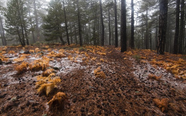 Winter forest landscape at Troodos mountains with orange plants on the ground in the island of Cyprus