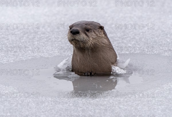 River Otters Saskatchewan Prince Albert National Park Close