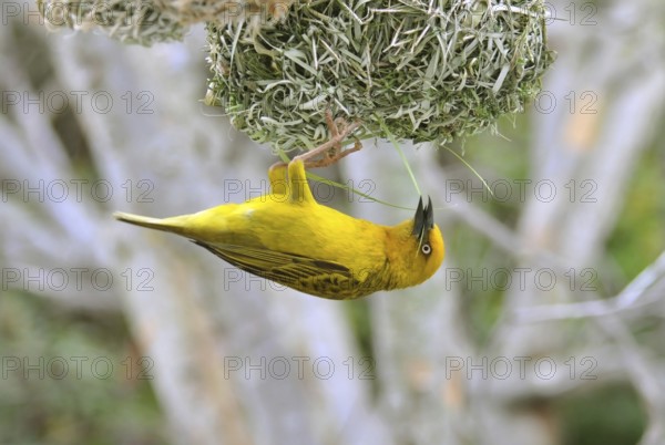 Cape Weaver, Ploceus capensis, a resident breeding bird species endemic to South Africa building a nest