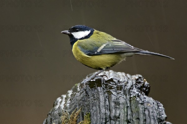 Great Tit in the rain