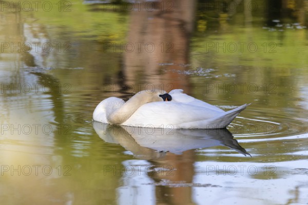 Wildlife Birds in Germany Swan