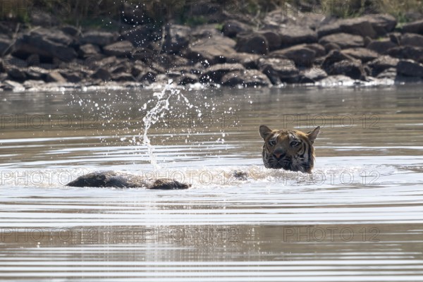 Tiger (Panthera tigris), Bengal tiger or Indian tiger, big cat (Pantherinae), carnivore (Carnivora), critically endangered, playing with killed wild boar (Sus scrofa) in the water, Satpura National Park, Tiger Reserve, Madhya Pradesh, Pachmarhi Biosphere Reserve, India, Asia