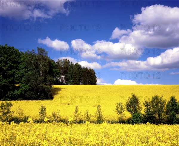 Pure summer with a bright yellow rapeseed field and a summer sky with cotton wool clouds