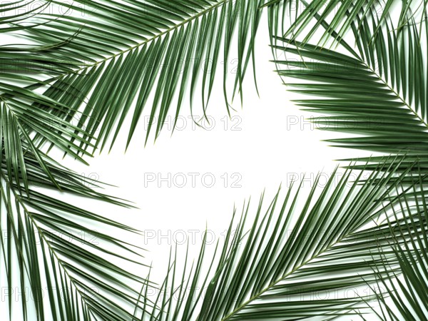 Palm leaves isolated on white background. Tropical leaves top view or flat lay. Tropical background, copy space in center for text or design. Tropical palm leaves, jungle leaf floral pattern background