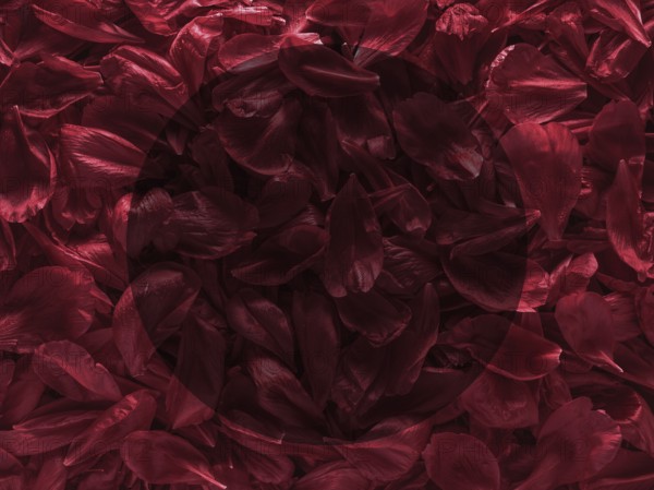 Background of red peony petals. Bright saturated red purple peony pattern background. Burgundy floral texture can use as wallpaper, card design