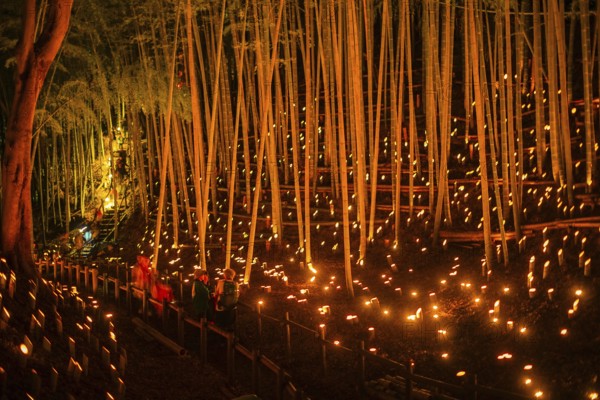 Bamboo forest light up (small desk Castle forest of citizen). Shooting Location: Yokohama-city kanagawa prefecture