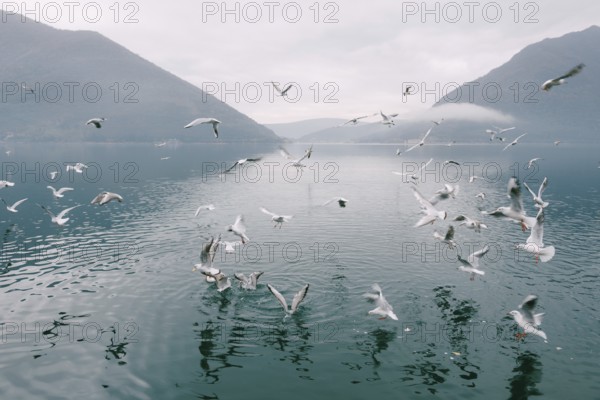 Flock of seagulls circling above the water.