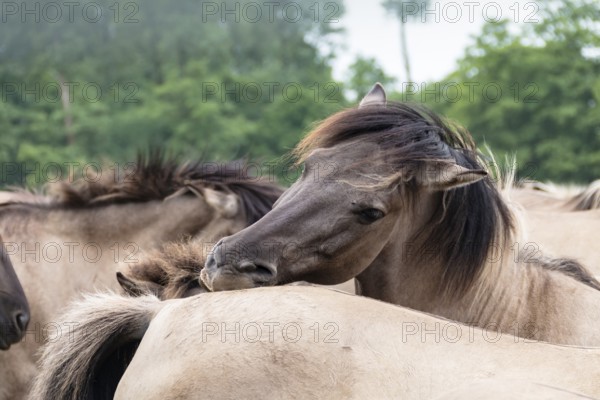 The Dülmen horses live wild near Dülmen, in the Merfelder Bruch nature reserve in North Rhine-Westphalia. The eel line on their backs is a typical feature of these wild horses. Wild live the Dülmen horses near Dülmen, in the nature reserve Merfelder Bruch, North Rhine-Westphalia. A characteristic feature of the wilds is the eel on the back