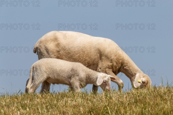 Ewe with lamb on the dyke, Lower Rhine, June, North Rhine-Westphalia, Germany, Europe