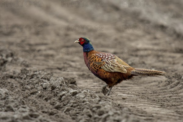 Pheasant (Phasianus colchicus)