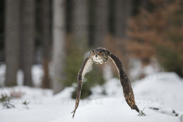 Uhu, Bubo bubo, Eurasian eagle-owl
