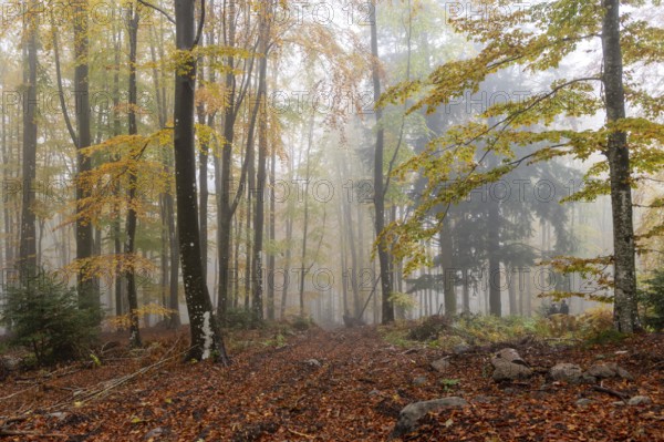 Beech, forest, autumn, italy