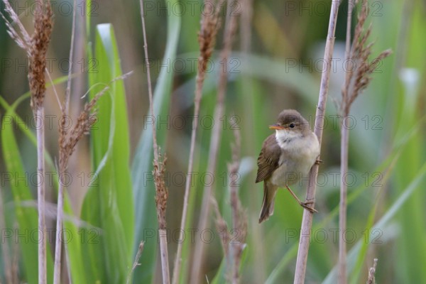 Eurasian reed warbler singing in the reeds. Eurasian reed warbler (Acrocephalus scirpaceus) singing in the reed