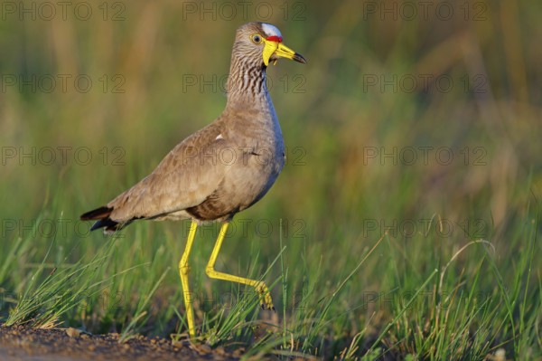 Senegal Lapwing, (Vanellus senegallus), Africa, South Africa, KwaZulu-Natal, Triele family, iSimangaliso Wetland Park, St Lucia, Africa