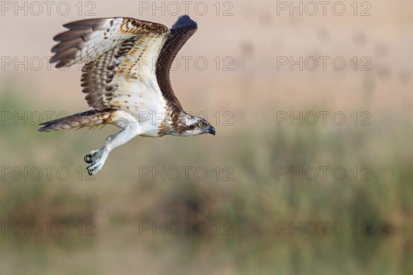 An osprey in search of food, (Pandiaon haliaetus), family of birds of prey, biotope, habitat, flight photo, Raysut, Salalah, Dhofar, Oman, Asia