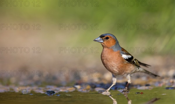 Chaffinch, (Fringilla coelebs), foraging, biotope, Wadi Darbat, Salalah, Greece, Oman, Europe