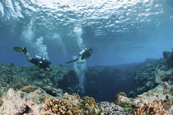 Diver at the upper entrance of the Blue Hole underwater cave, Micronesia, Palau, Oceania