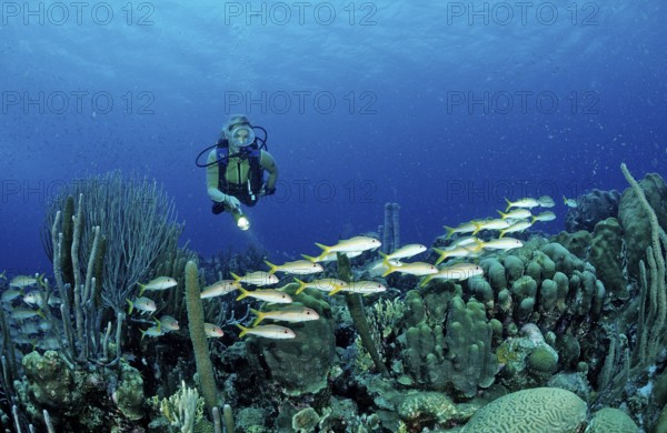 Diver and yellow mullet, Mulloidichthys martinicus, Netherlands Antilles, Bonaire, Caribbean, Caribbean Sea