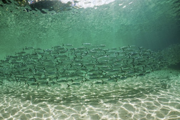Shoal of yellow-striped herring mackerel in the lagoon of Ahe Island, Selaroides leptolepis, Cenderawasih Bay, West Papua, Indonesia, Asia