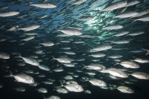 Shoal of bigeye jackfish, Caranx sexfasciatus, Tulamben, Bali, Indonesia, Asia