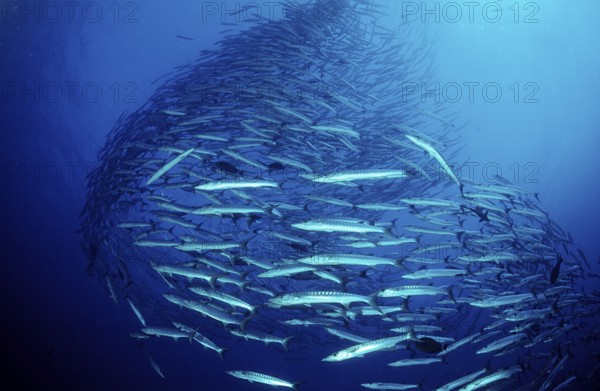 Darkfin Barracudas, Sphyräna qenie, Sudan, Africa, Red Sea, Africa