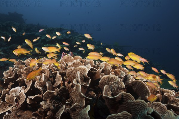 Green bannerfish on the reef, Pseudanthias huchtii, Florida Islands, Solomon Islands, Oceania