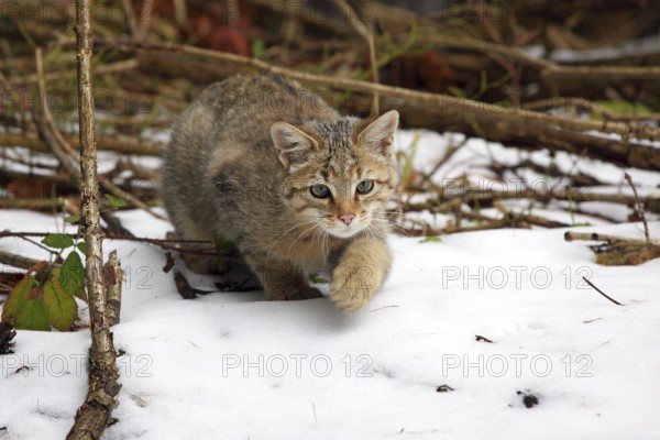 Wildcat (Felis silvestris), Young tomcat roaming the territory, Winter, Taunus, Hesse, Germany, Europe Lahn-Dill-Kreis, Hesse, Federal Republic of Germany, Europe