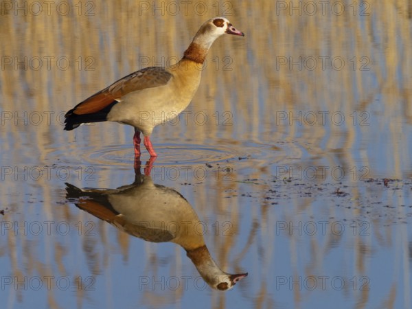 Egyptian goose, (Alopochen aegyptiacus), biotope, habitat, foraging, Wagbachniederung nature reserve, Waghäusl, Baden-Württemberg, Federal Republic of Germany
