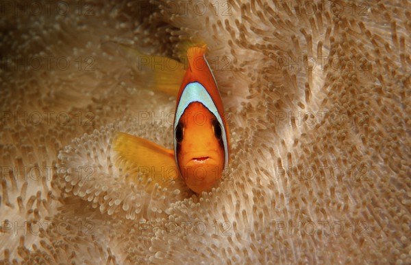 Red Sea Anemonefish, Amphiprion bicinctus, Djibouti, Djibouti, Africa, Afar Triangle, Gulf of Aden, Gulf of Tadjourah, Africa