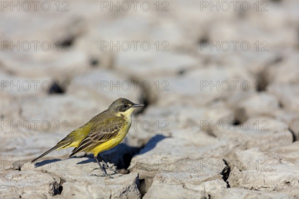 Black-headed Yellow Wagtail, Black-headed Wagtail, Motacilla flava feldegg, Motacilla feldegg, Bergeronnnette à tête noire, Lavandera Boyera Balcánica Lesbos, Greece, Europe