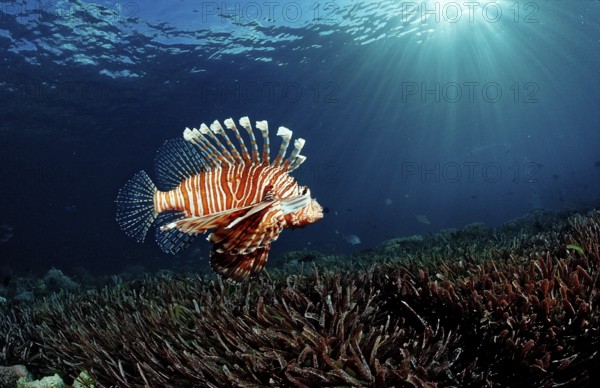 Common lionfish over seagrass, Pterois volitans, Indonesia, Wakatobi Dive Resort, Sulawesi, Indian Ocean, Banda Sea, Asia