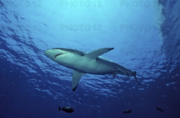 Silky shark, Carcharhinus falciformis, Egypt, Red Sea, Brother Islands, Africa