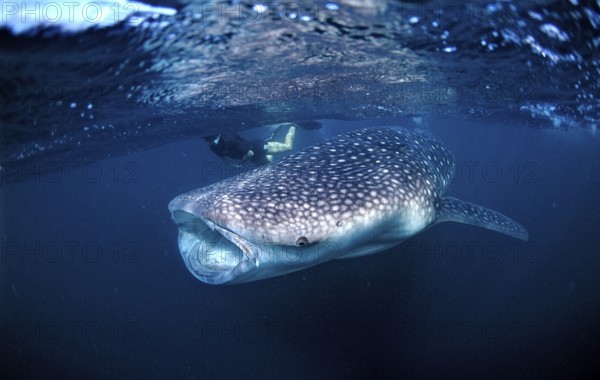 Whale shark and snorkeller, Rhincodon thypus, Djibouti, Djibouti, Africa, Afar Triangle, Gulf of Aden, Gulf of Tadjourah, Africa