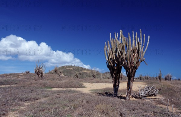 Cacti, Netherlands Antilles, Bonaire, Washington Slagbaai National Park, Playa Chikitu