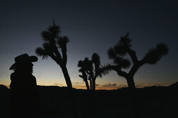 Sunset in Joshua Tree National Park, California, USA, North America