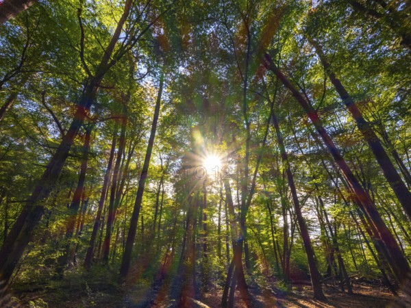 Forest with deciduous trees against the light, the sunlight refracts in spectral colours, Offenbach am Main, Hesse, Germany, Europe